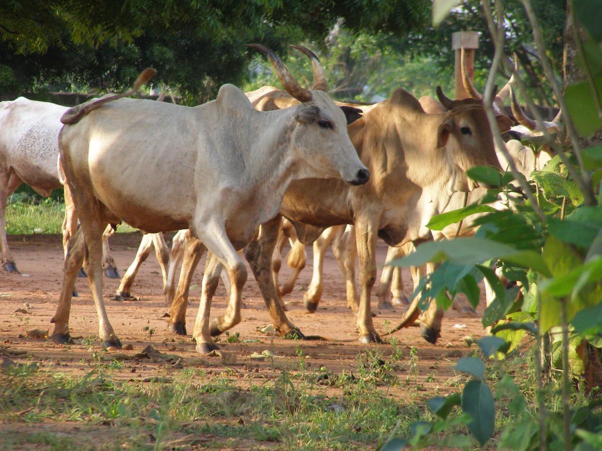 Chez Sabine Bed & Breakfast Abomey Luaran gambar